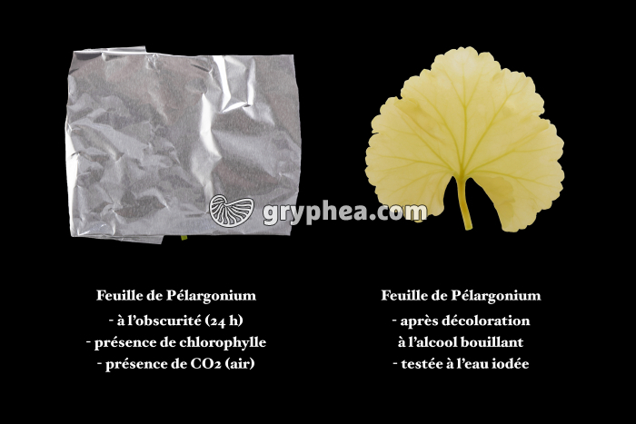 Photosynthèse - Expérience sans lumière - gryphea.org